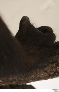 Chimpanzee Bonobo foot 0015.jpg